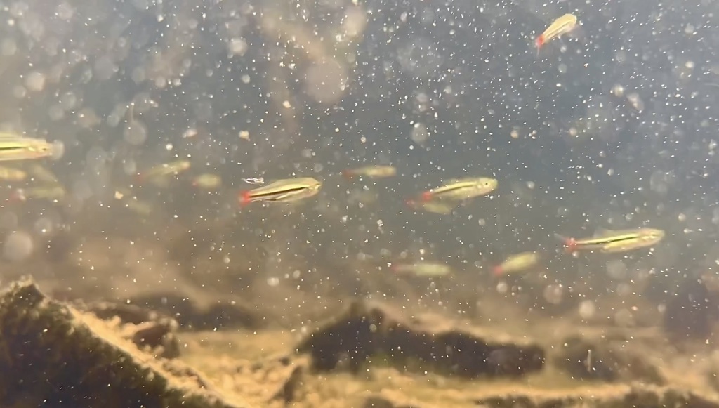 Blackline rasbora (Rasbora borapetensis) — Cyprinidae