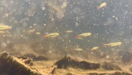 Blackline rasbora (Rasbora borapetensis) — Cyprinidae
