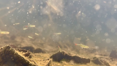 Blackline rasbora (Rasbora borapetensis) — Cyprinidae — 5
