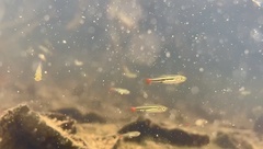 Rasbora borapetensis