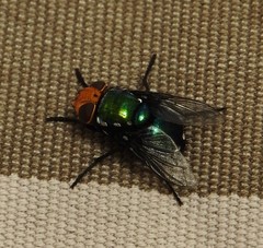 Amenia chrysame