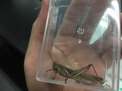 Stenocatantops splendens