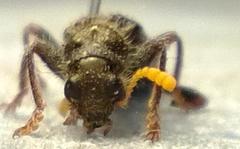 Scrobiger splendidus