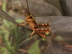 Aeolacris octomaculata