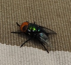 Amenia chrysame