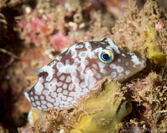 Canthigaster jactator