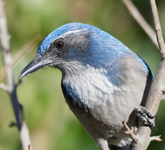 California Scrub-Jay photo 4