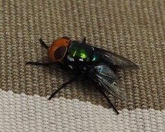 Amenia chrysame