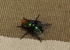 Amenia chrysame
