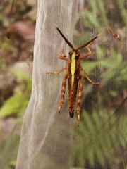 Aeolacris octomaculata