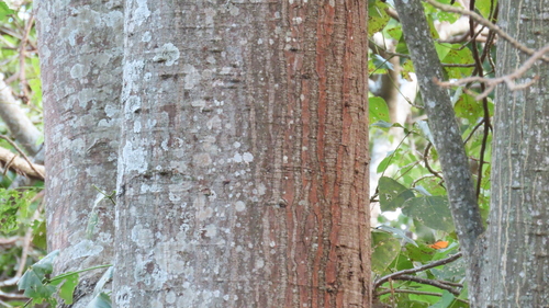 Erythrina poeppigiana