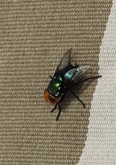 Amenia chrysame