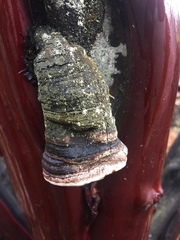Phellinus arctostaphyli