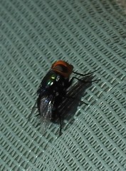 Amenia chrysame