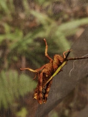 Aeolacris octomaculata