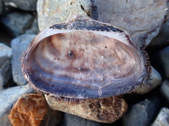 Barbatia novaezealandiae