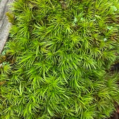 Dicranum condensatum