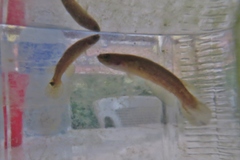 Cynodonichthys rubripunctatus