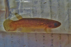 Cynodonichthys rubripunctatus