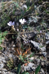 Silene linnaeana