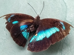 Archaeoprepona demophon