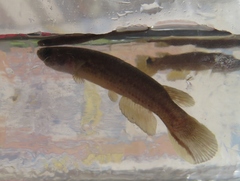 Cynodonichthys rubripunctatus