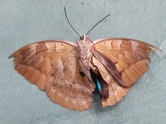 Archaeoprepona demophon