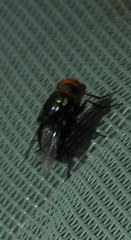 Amenia chrysame