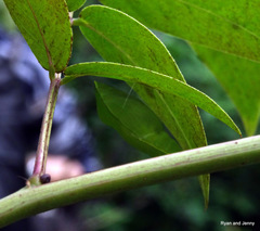 Zanthoxylum nitidum