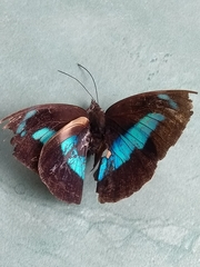 Archaeoprepona demophon