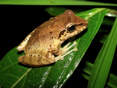 Pristimantis w-nigrum