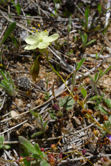 Drosera subhirtella