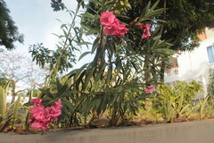 Nerium oleander