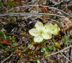 Drosera subhirtella