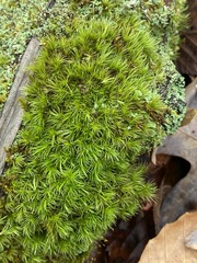 Dicranum condensatum