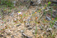 Drosera subhirtella