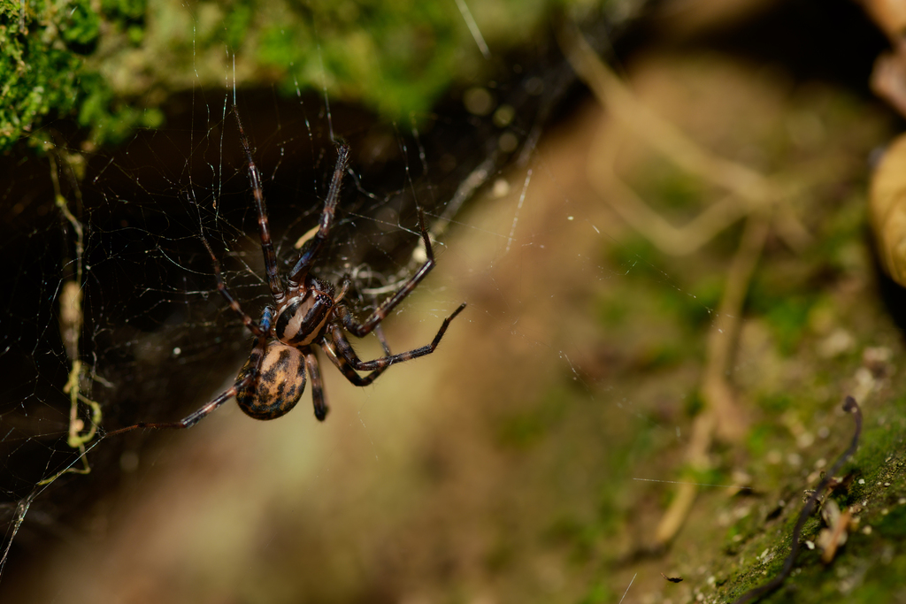 Cambridgea mercurialis