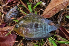 Herotilapia multispinosa