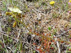 Drosera subhirtella