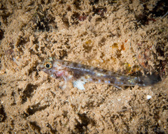 Fusigobius duospilus