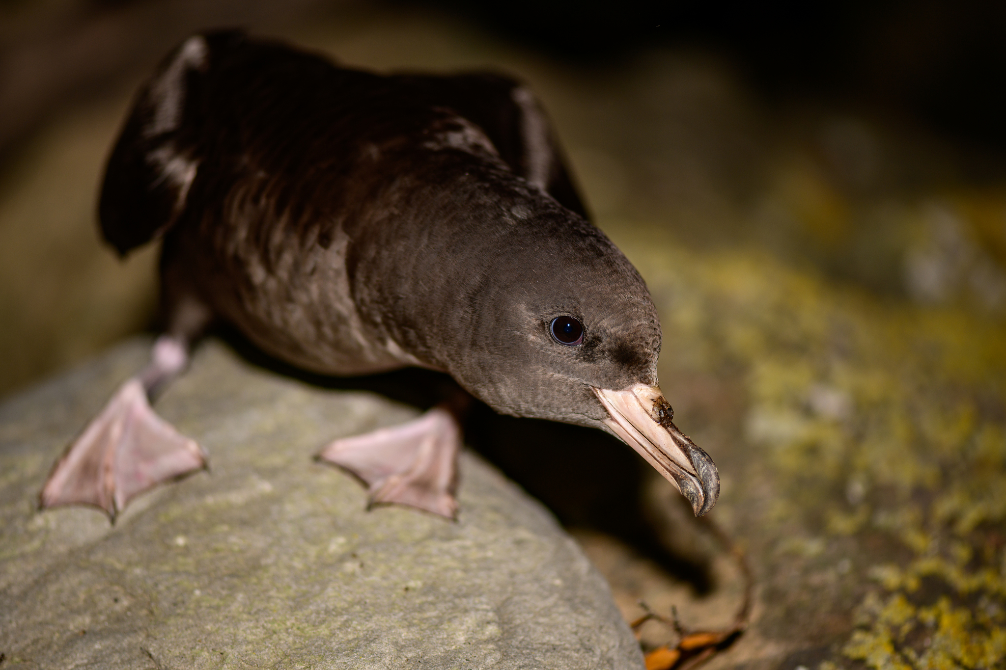 Flesh-footed Shearwater (Ardenna carneipes)