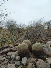 Coryphantha recurvata recurvata