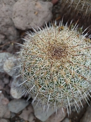 Coryphantha recurvata recurvata