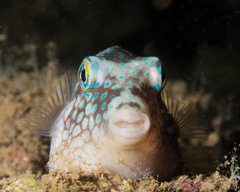 Canthigaster jactator