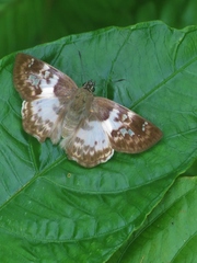 Polyctor