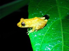 Pristimantis parvillus
