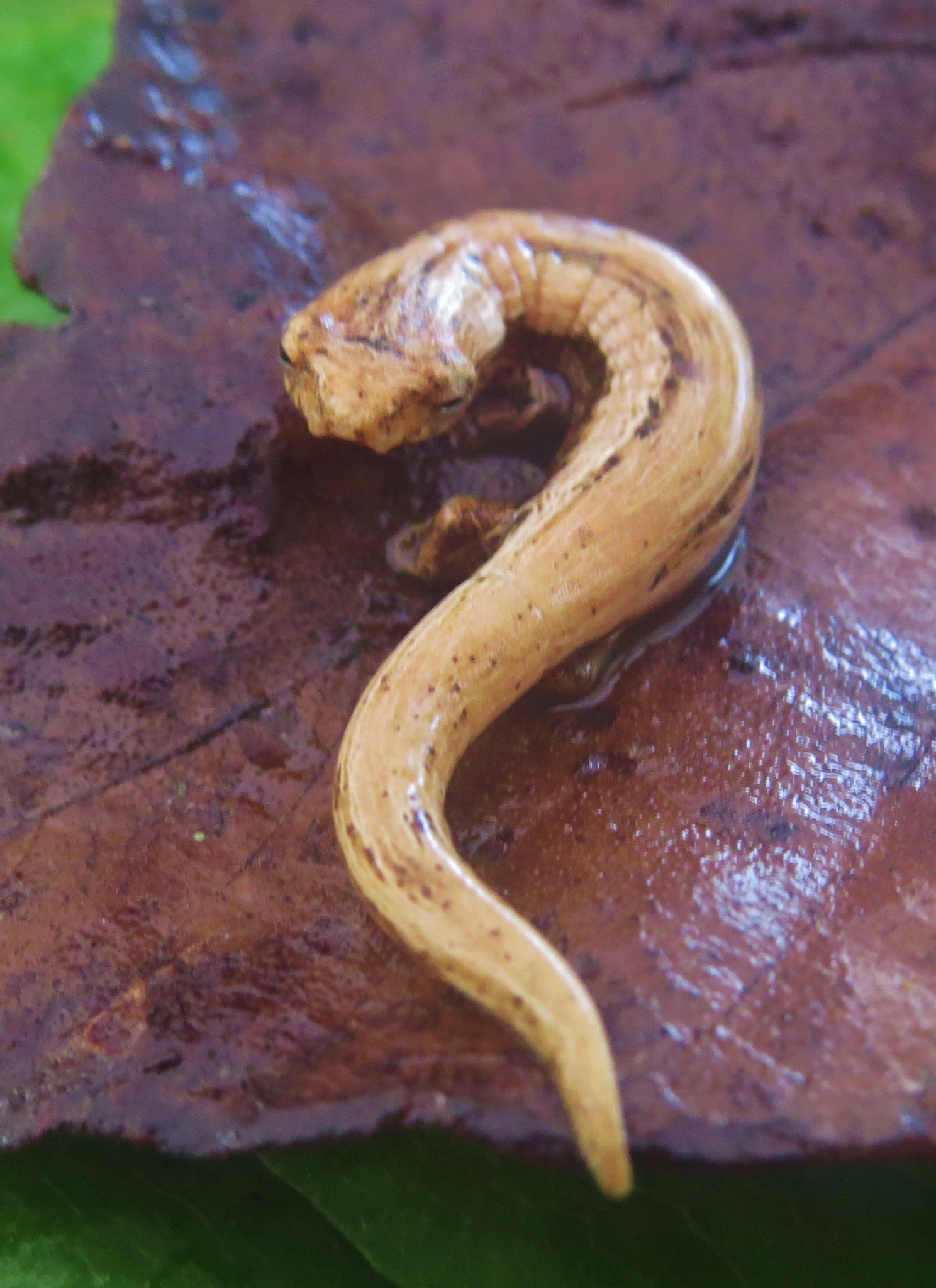Bolitoglossa striatula (Noble, 1918)