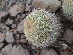 Coryphantha recurvata recurvata