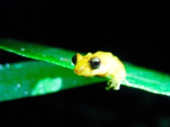 Pristimantis parvillus