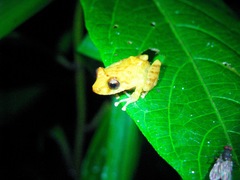 Pristimantis parvillus